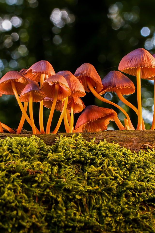 Маленькие грибы поганки на покрытом мхом дереве