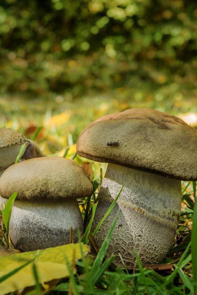 Три белых гриба в зеленой траве 