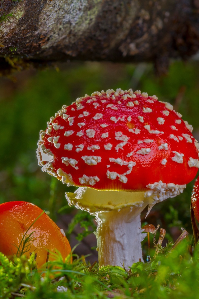 Три красных мухомора под корягой