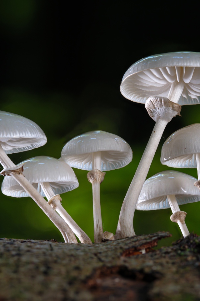 Белые грибы поганки крупным планом