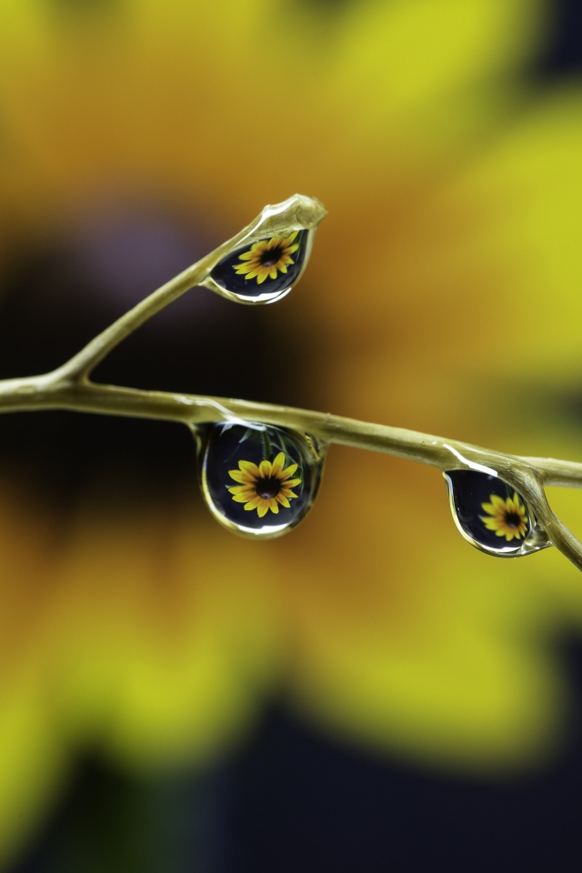 Капли воды на ветке цветка 