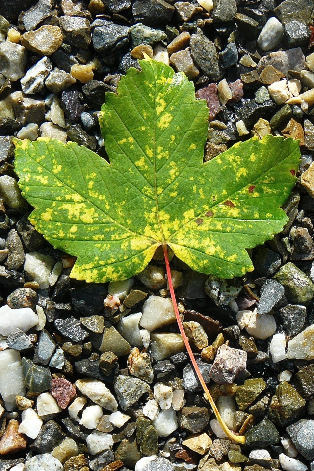 Зеленый лист лежит мелких камнях 