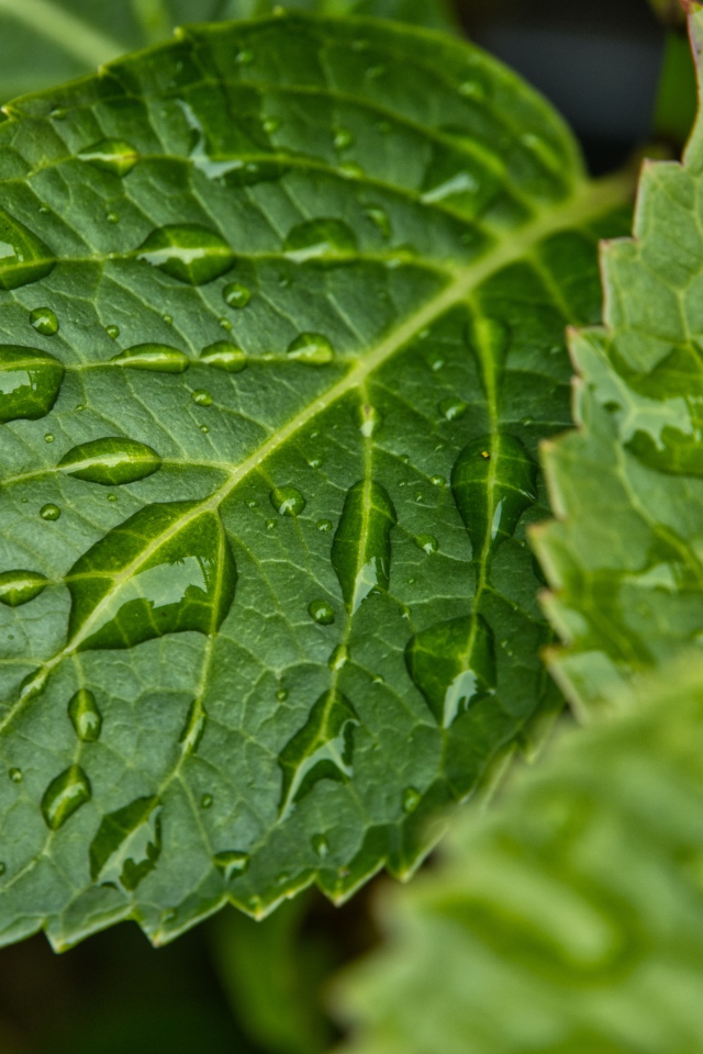 Зеленые листья в каплях дождя