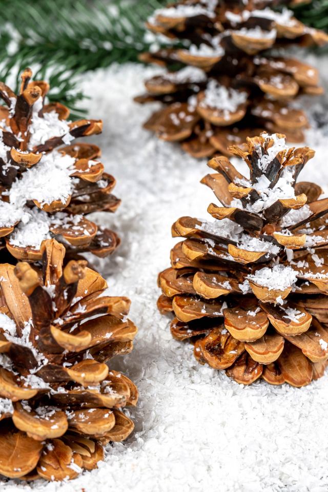 Сосновые шишки покрыты белым снегом