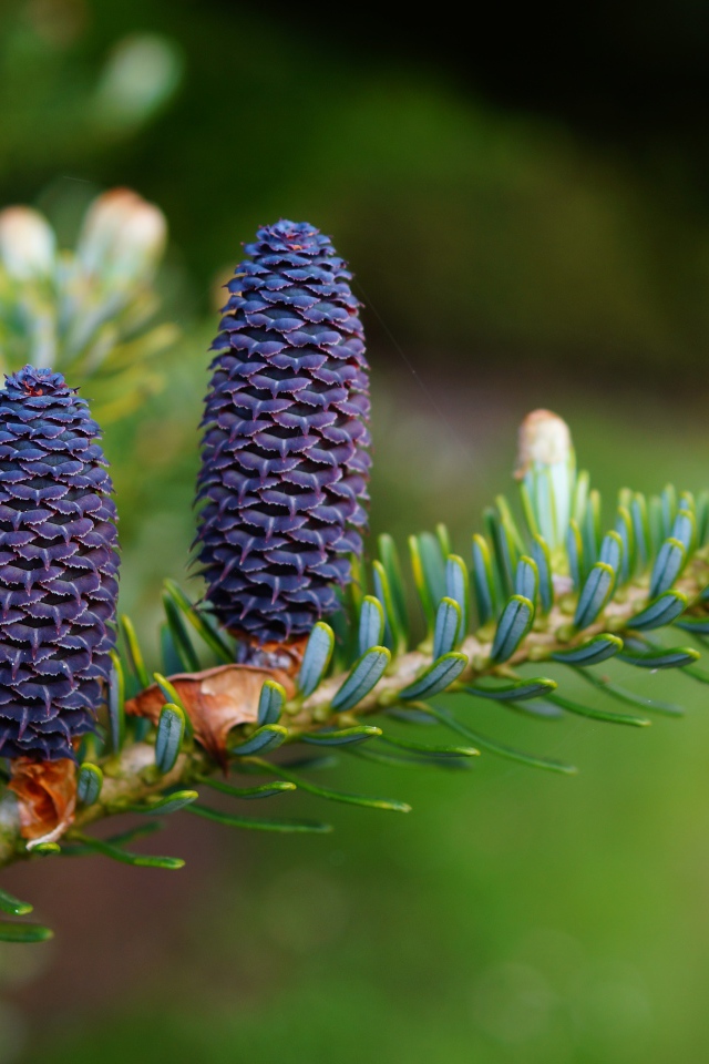 Две голубые шишки на ветке зеленой ели