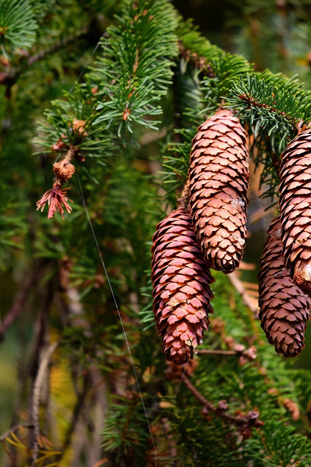 Большие коричневые шишки на колючей ветке ели 