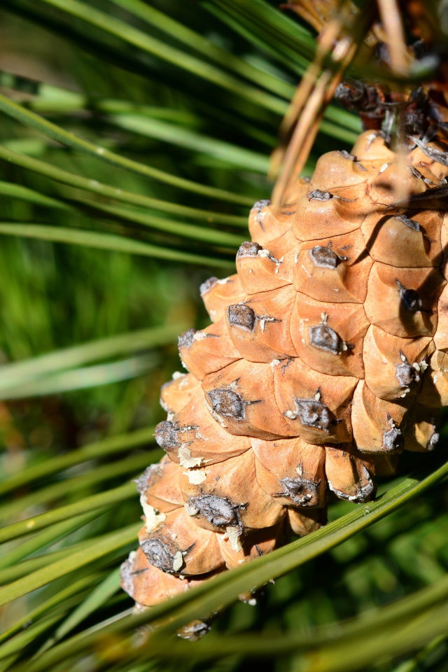 Большая коричневая шишка на сосне 