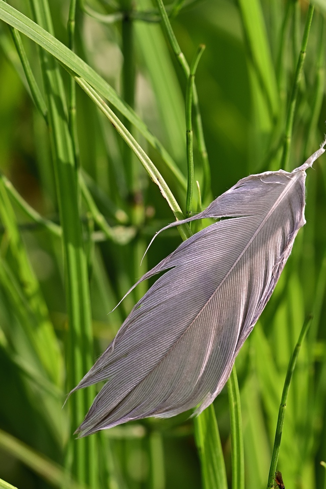 Серое перо лежит на зеленой траве 