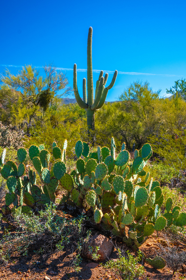 Зеленые кактусы под красивым голубым небом, США 