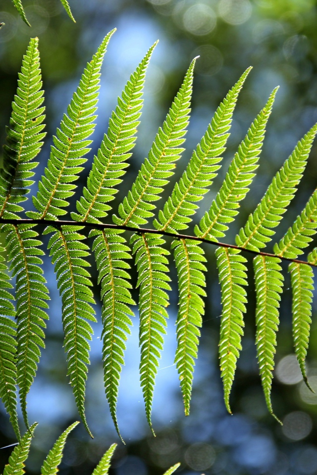 Зеленый лист папоротника в лучах солнца крупным планом 