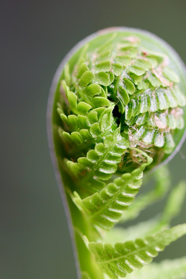 Зеленый лист папоротника раскрывается