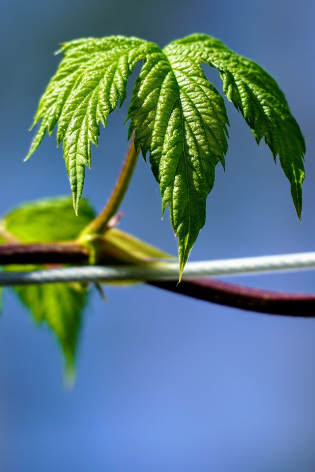 Зеленые листья хмеля на голубом фоне 