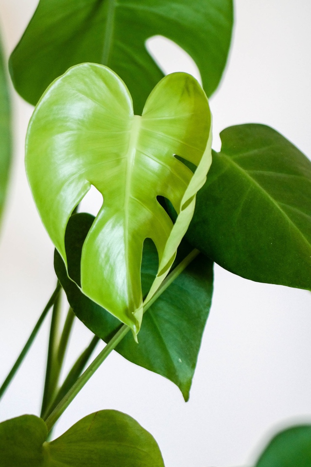 Зеленые листья цветка антуриум 