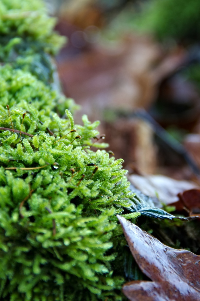 Зеленый мох  на покрытой листьями земле 