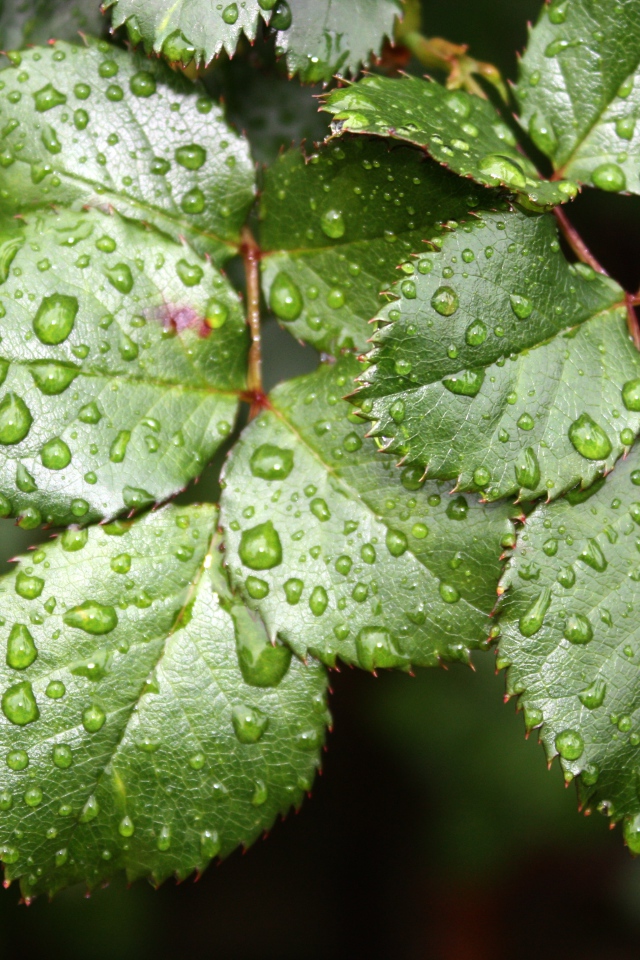 Зеленые листья розы в каплях воды