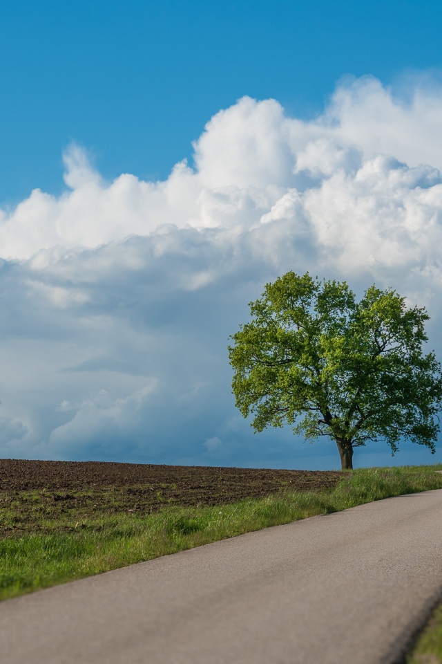 Зеленое дерево у дороги под голубым небом 