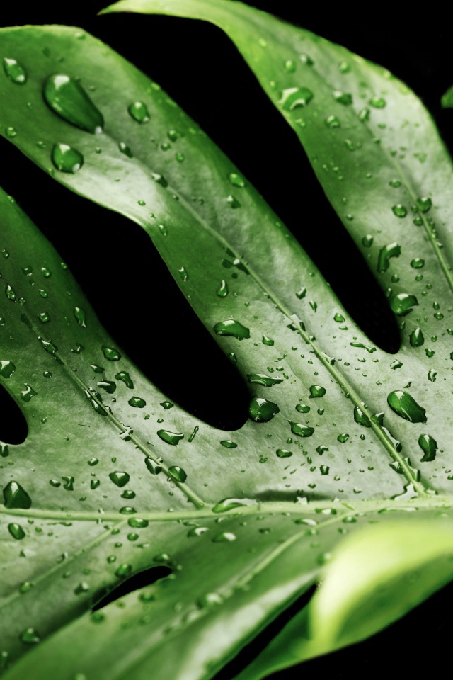 Большой зеленый лист в каплях воды на черном фоне 