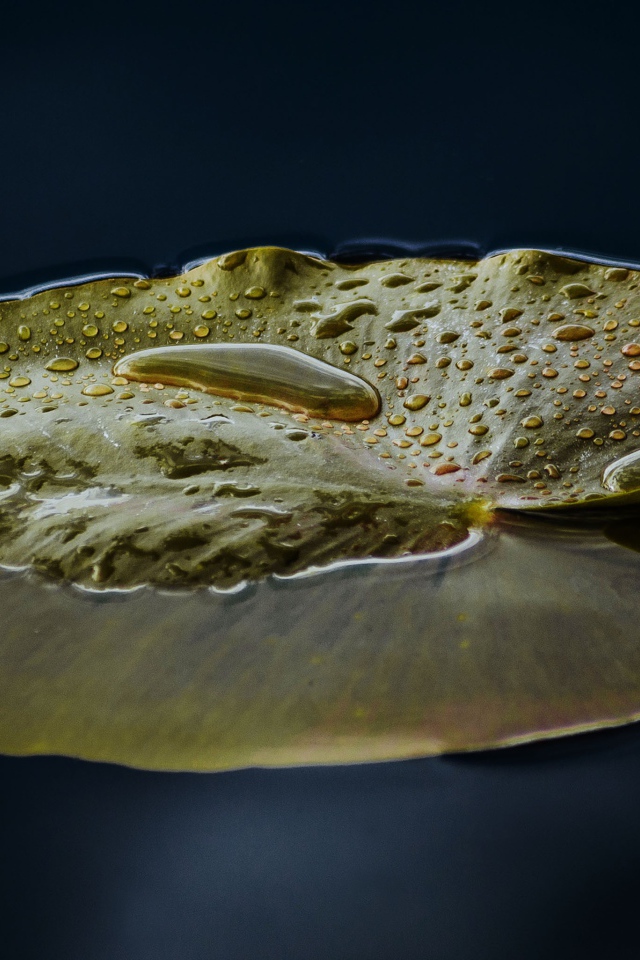 Большой зеленый лист лилии в воде 