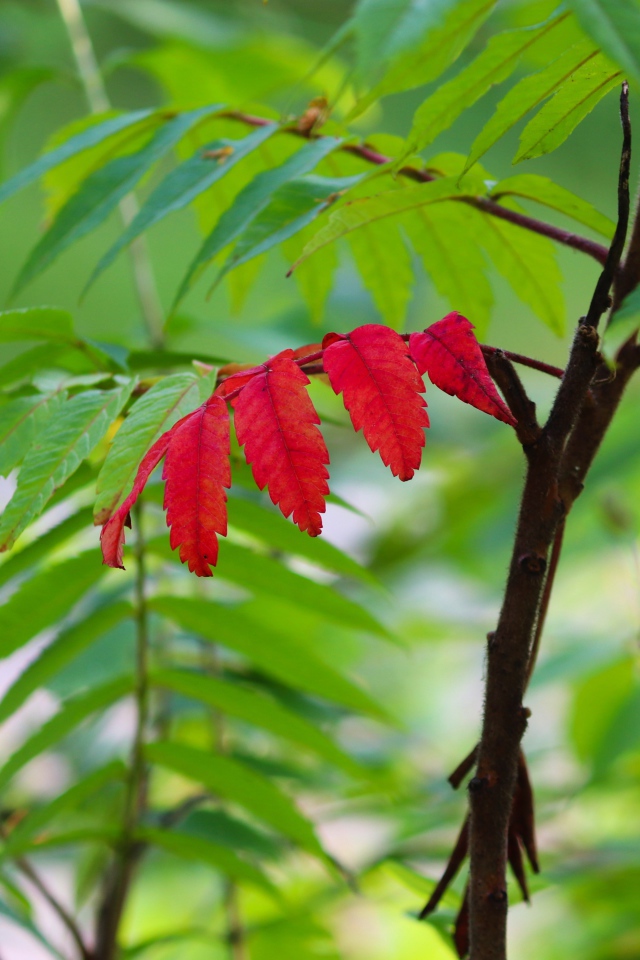 Красный лист среди зеленых листьев на рябине 