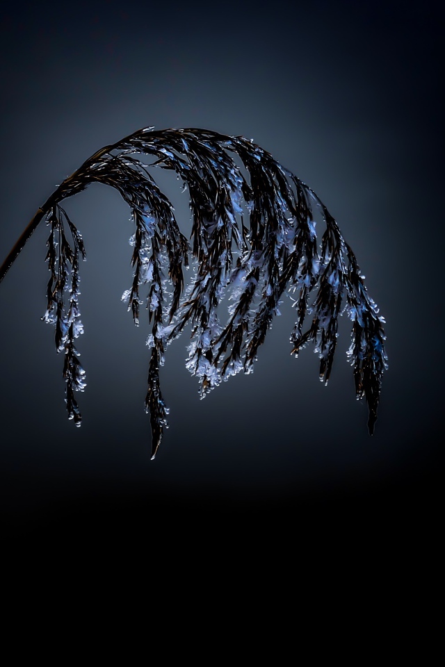 Колосок в инее на черном фоне 