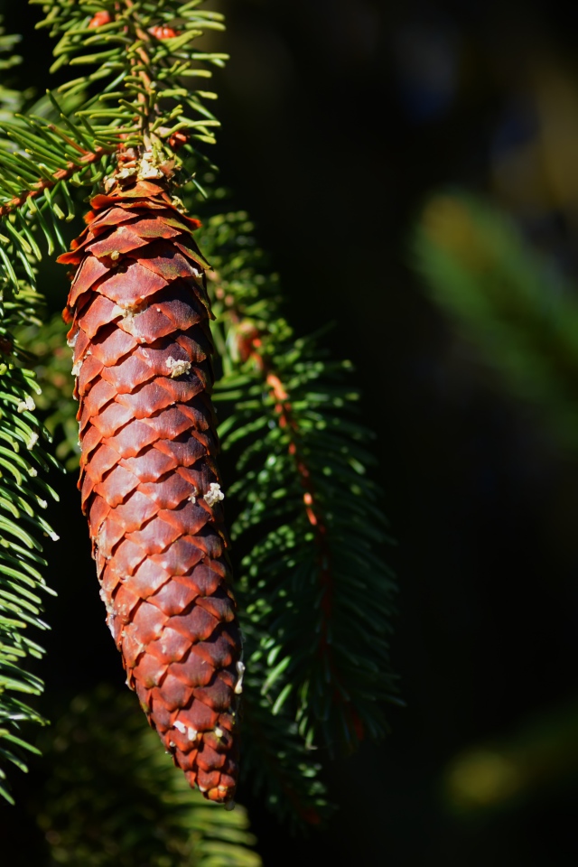 Еловая шишка на ветке с зелеными иголками