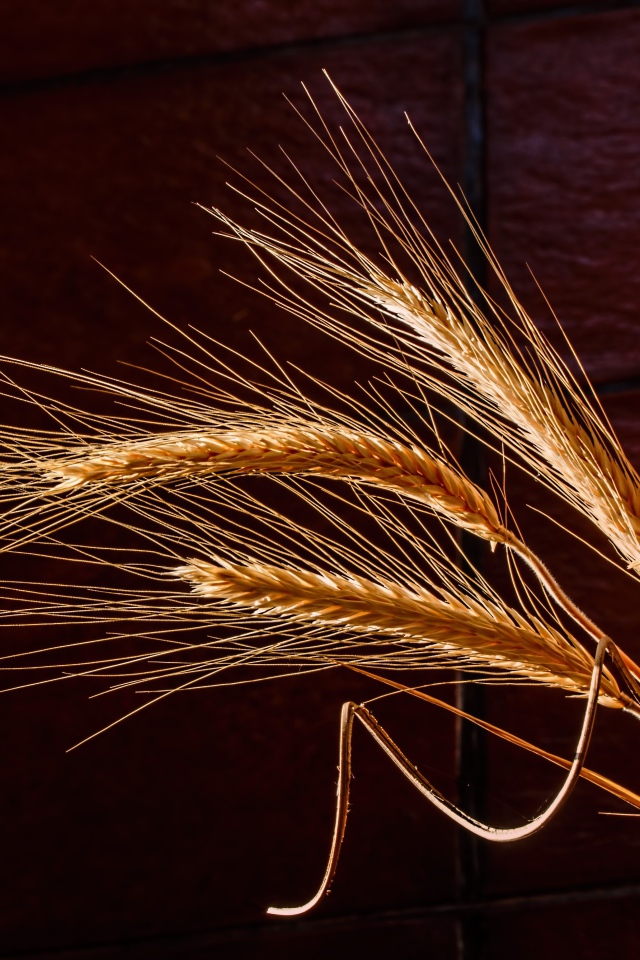 Три колоска пшеницы крупным планом