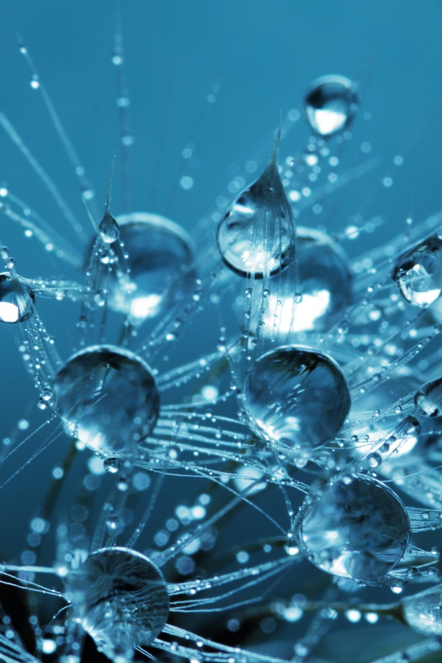 Белые пушинки одуванчика в каплях воды 