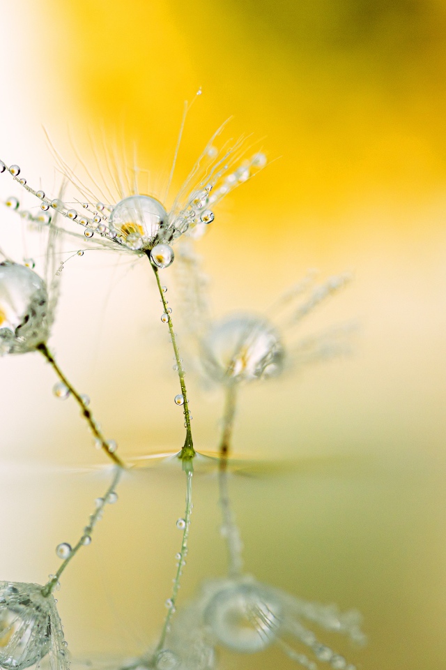 Белые пушинки одуванчика с каплями росы