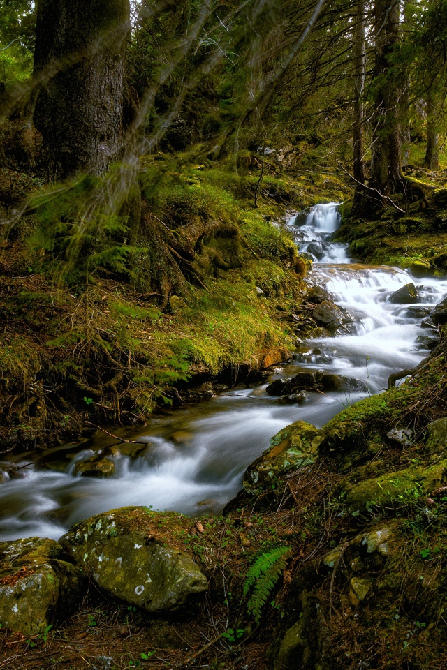 Быстрый ручей в холодном темном лесу 