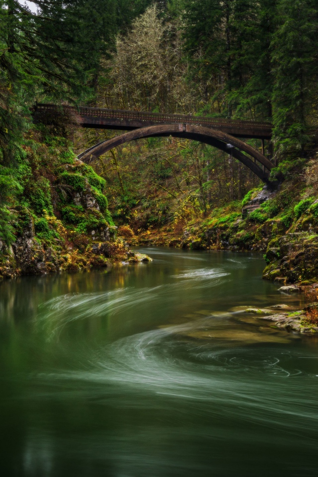 Спокойная река в зеленом лесу
