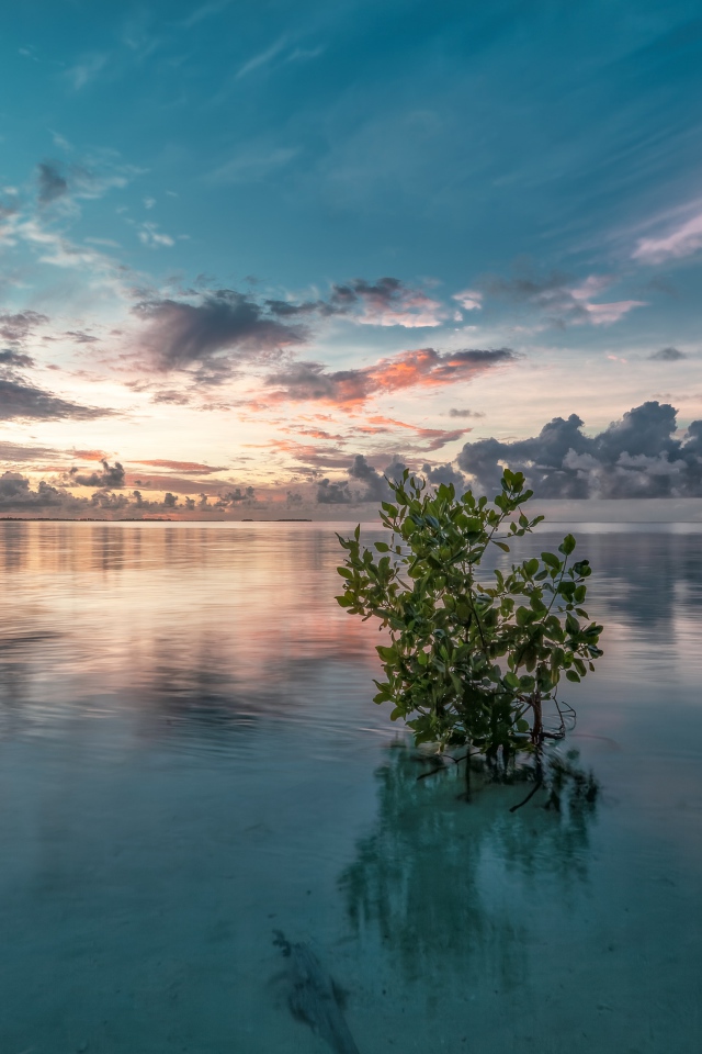 Зеленые ветки в  чистой воде озера 