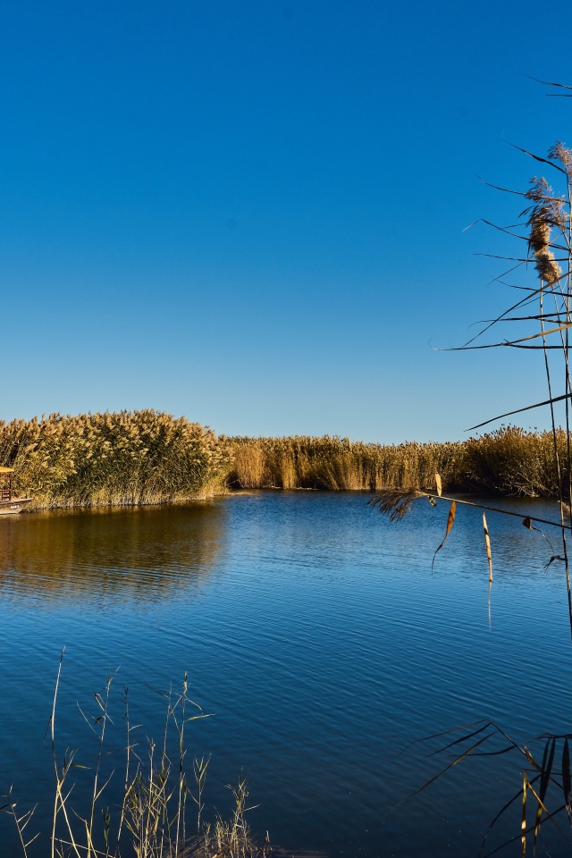 Камыши на берегу озера летом