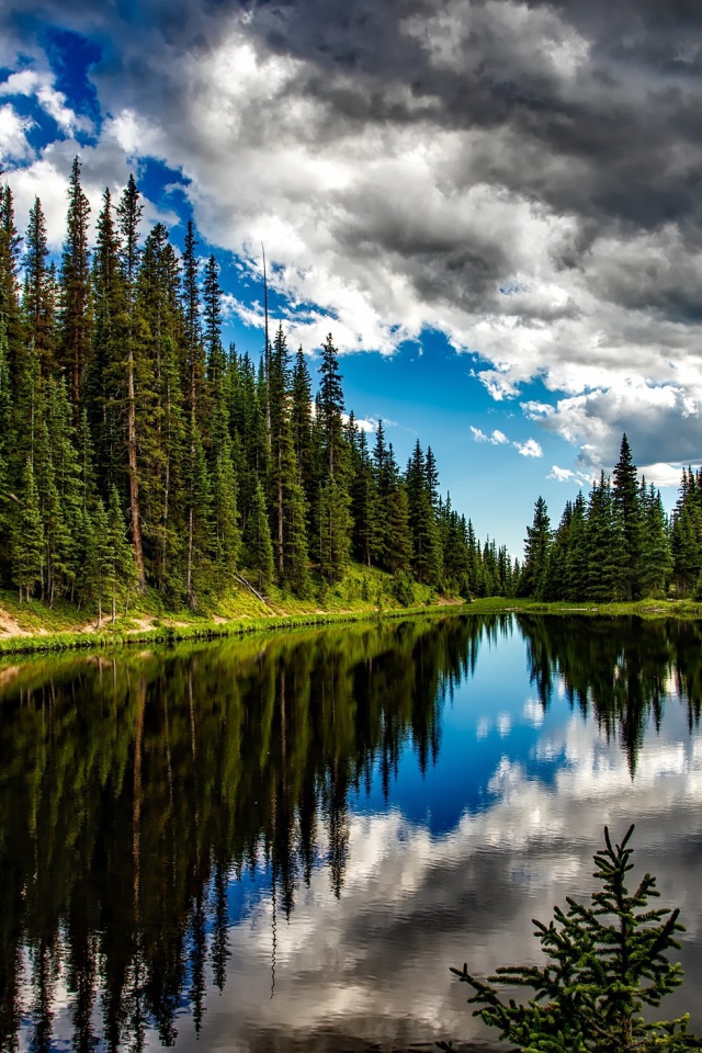 Высокие сосны на берегу озера под темными грозовыми облаками