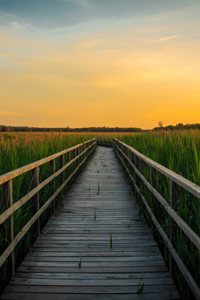 Деревянный мост на пруду с зелеными камышами