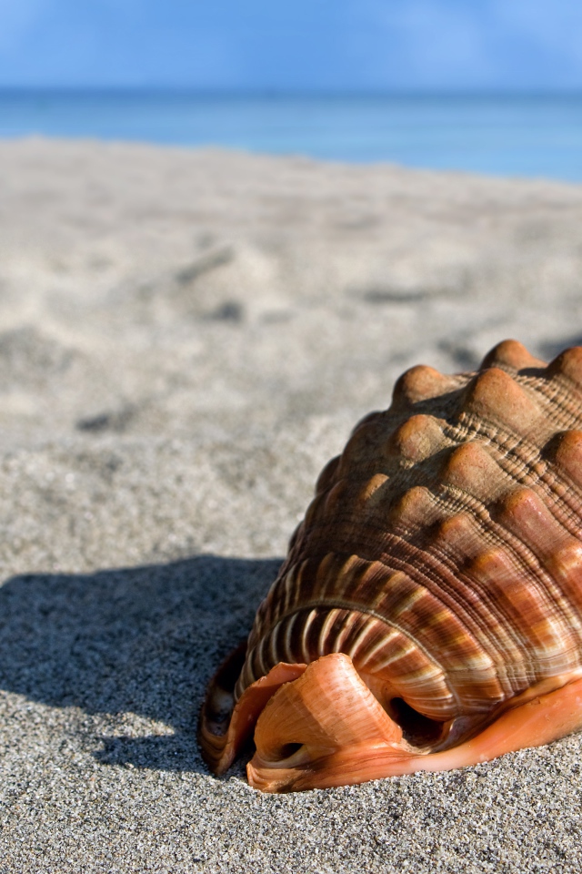 Большая красивая ракушка на песке у моря 