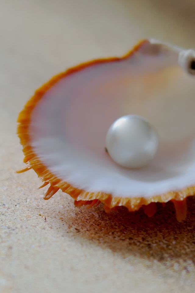 Морская ракушка с белой жемчужиной на песке