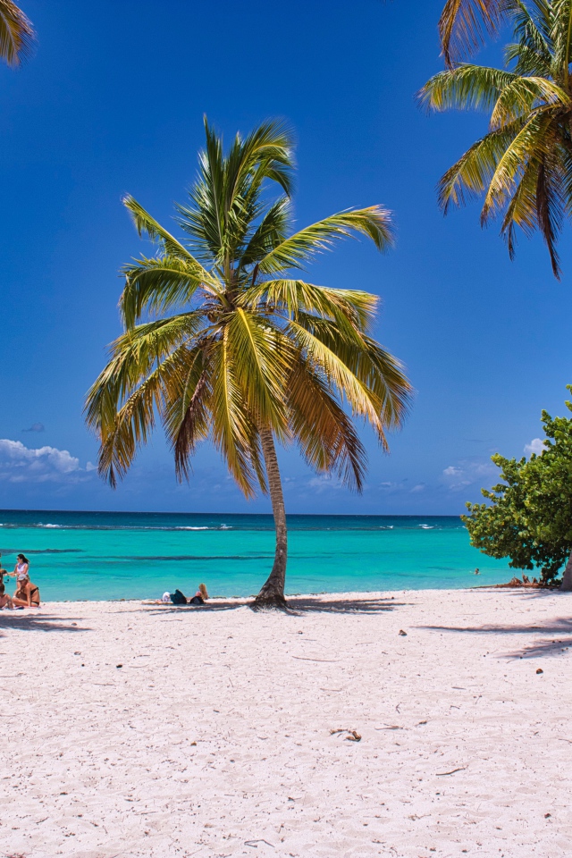 Высокие пальмы на берегу океана на  белом песке 