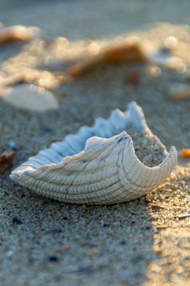 Белая ракушка на горячем песке летом