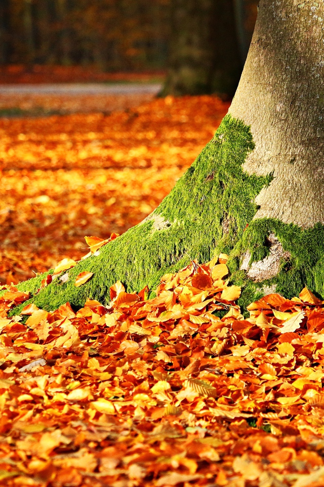 Fallen yellow leaves under the tree in autumn