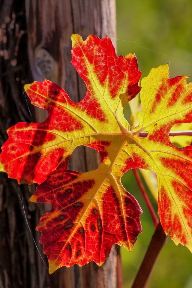 Красный лист на виноградной лозе осенью 