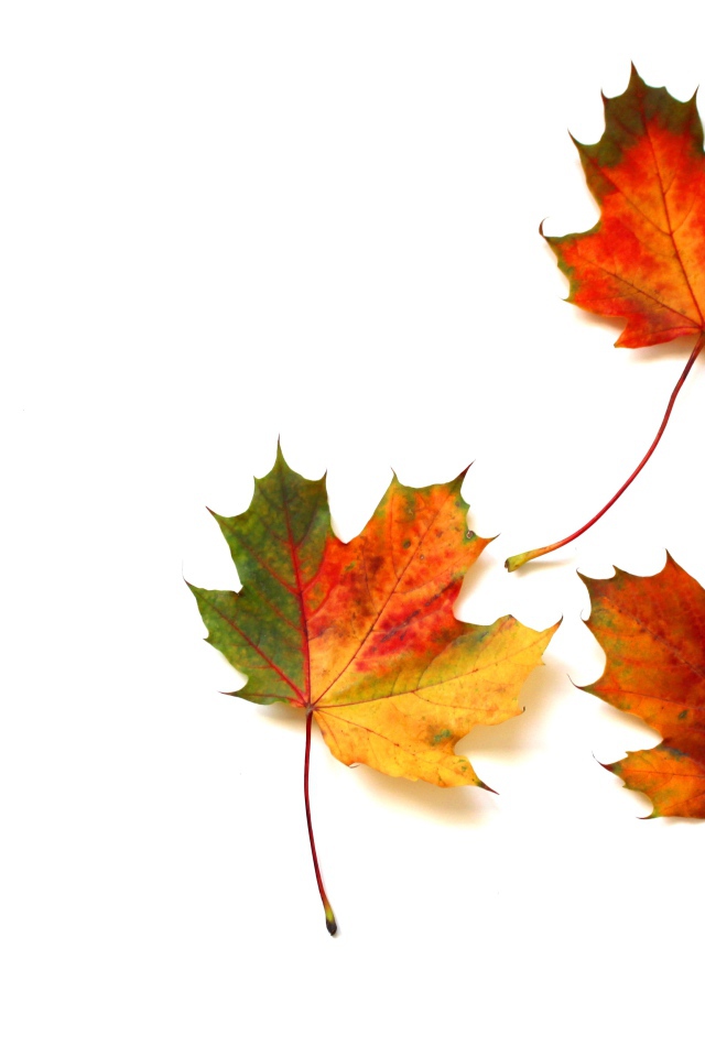 Три желтых кленовых листа на белом фоне