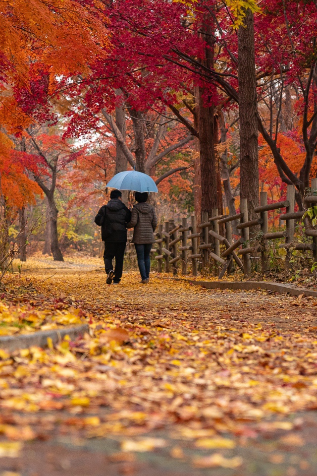 Прогулка по красивому осеннему парку с опавшей листвой 