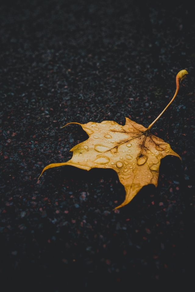 Желтый опавший лист на мокром асфальте