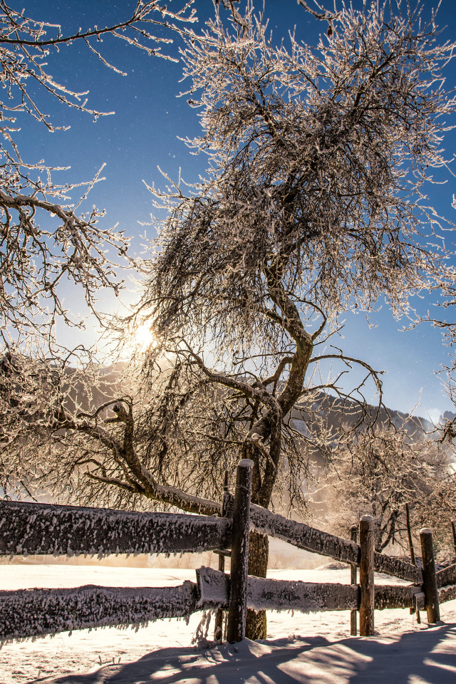 Покрытые инеем деревья у забора в лучах солнца зимой