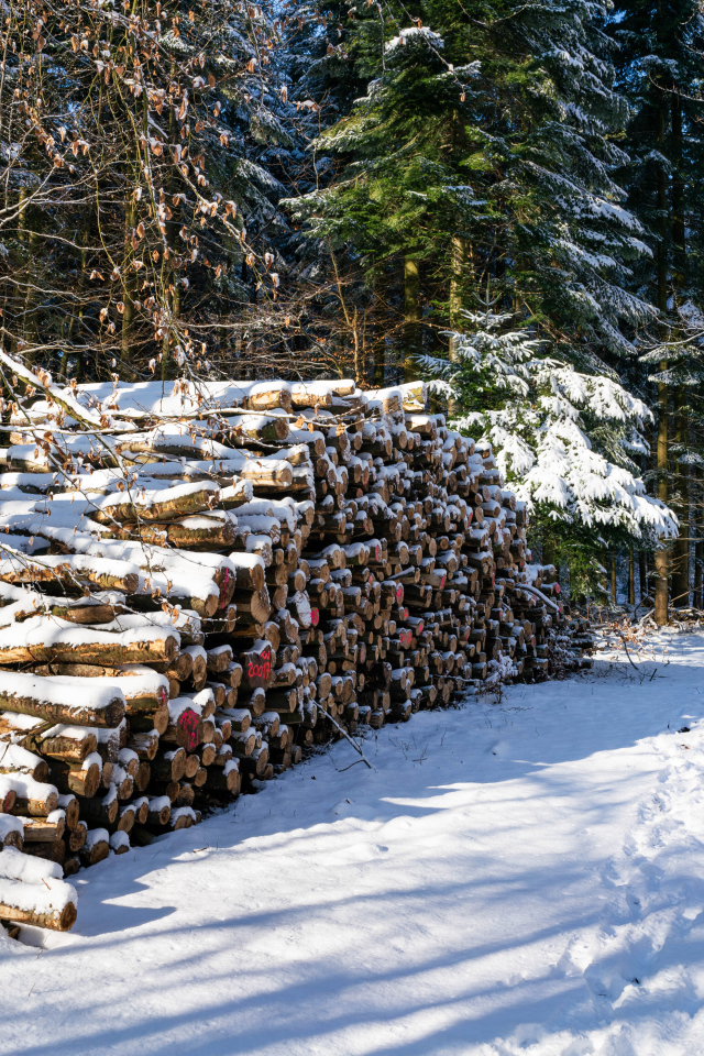 Harvested firewood in a snowy forest