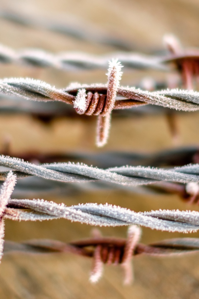 Hoarfrost barbed wire close up