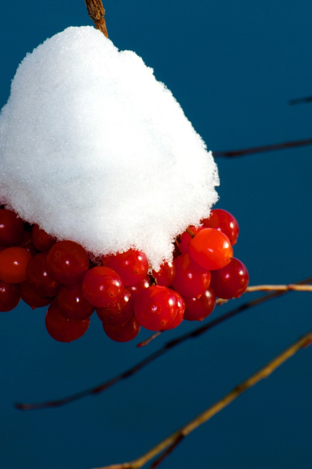 Красные ягоды калины в снегу на ветке 
