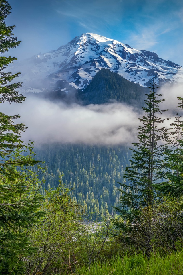 Красивый вид на заснеженную гору и лес в национальном парке, США 