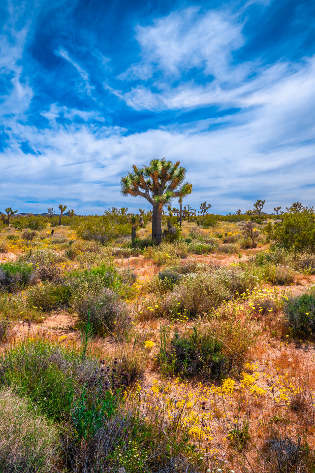 Колючие кактусы в национальном парке Калифорнии под красивым небом, США
