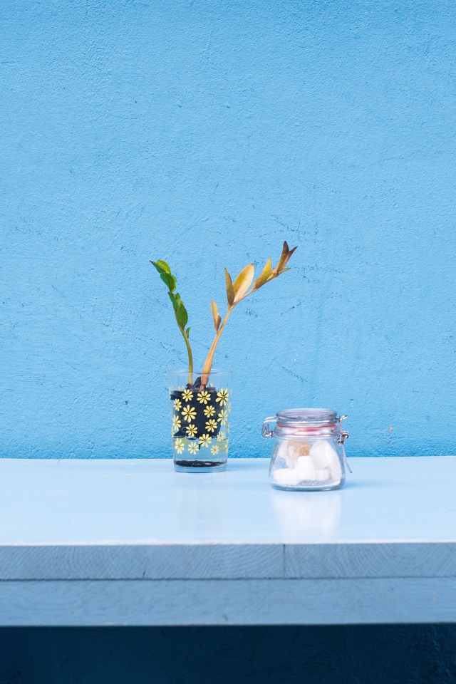 Стол с цветком стоит у голубой стены 